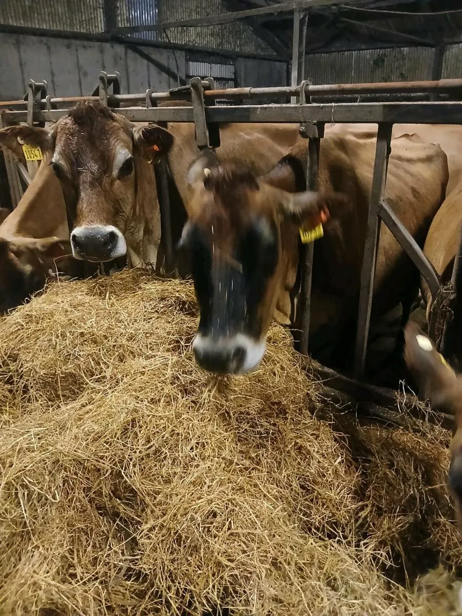 Purebred jersey  cows. - Image 1