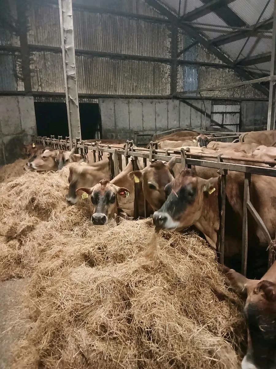 Purebred jersey  cows. - Image 2