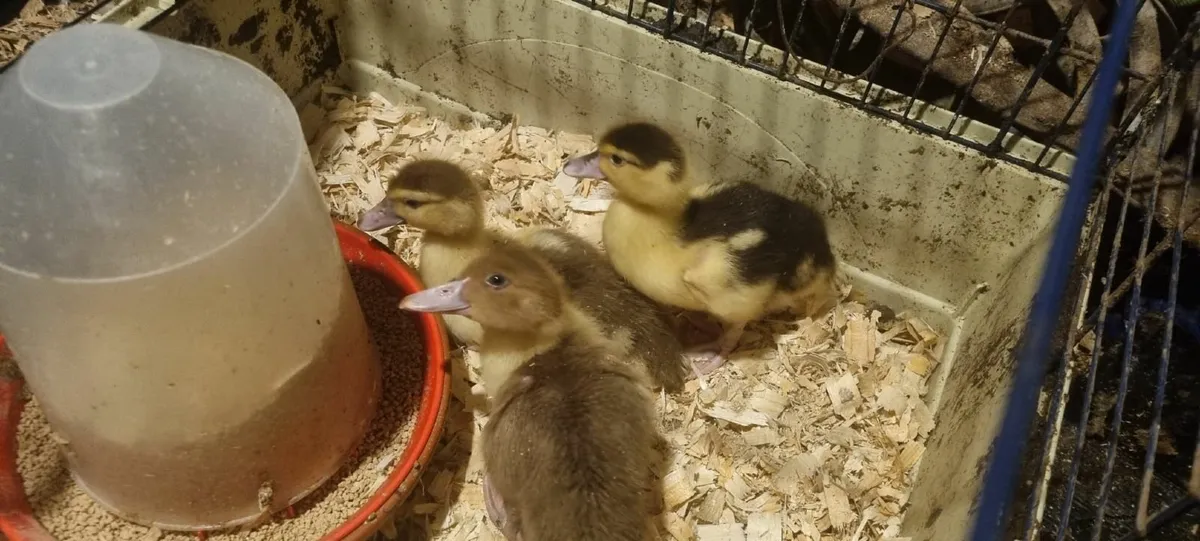 Muscovy Ducks, Ducklings  and  4 month old Drakes - Image 1