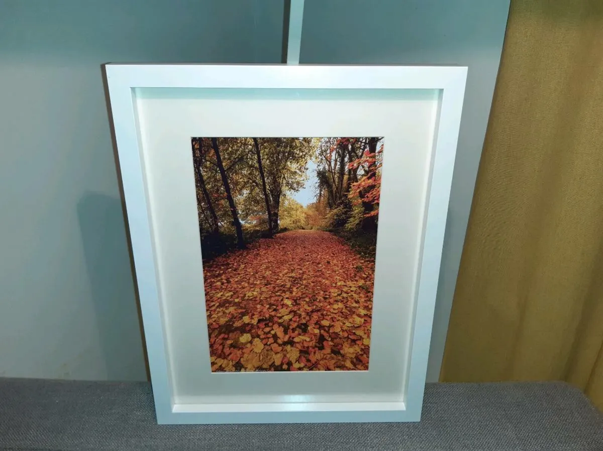 Ballyannan Woods, Midleton - Image 2