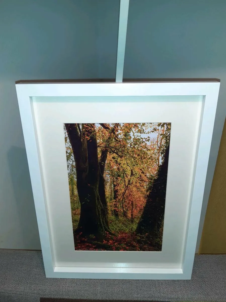 Ballyannan Woods, Midleton - Image 3