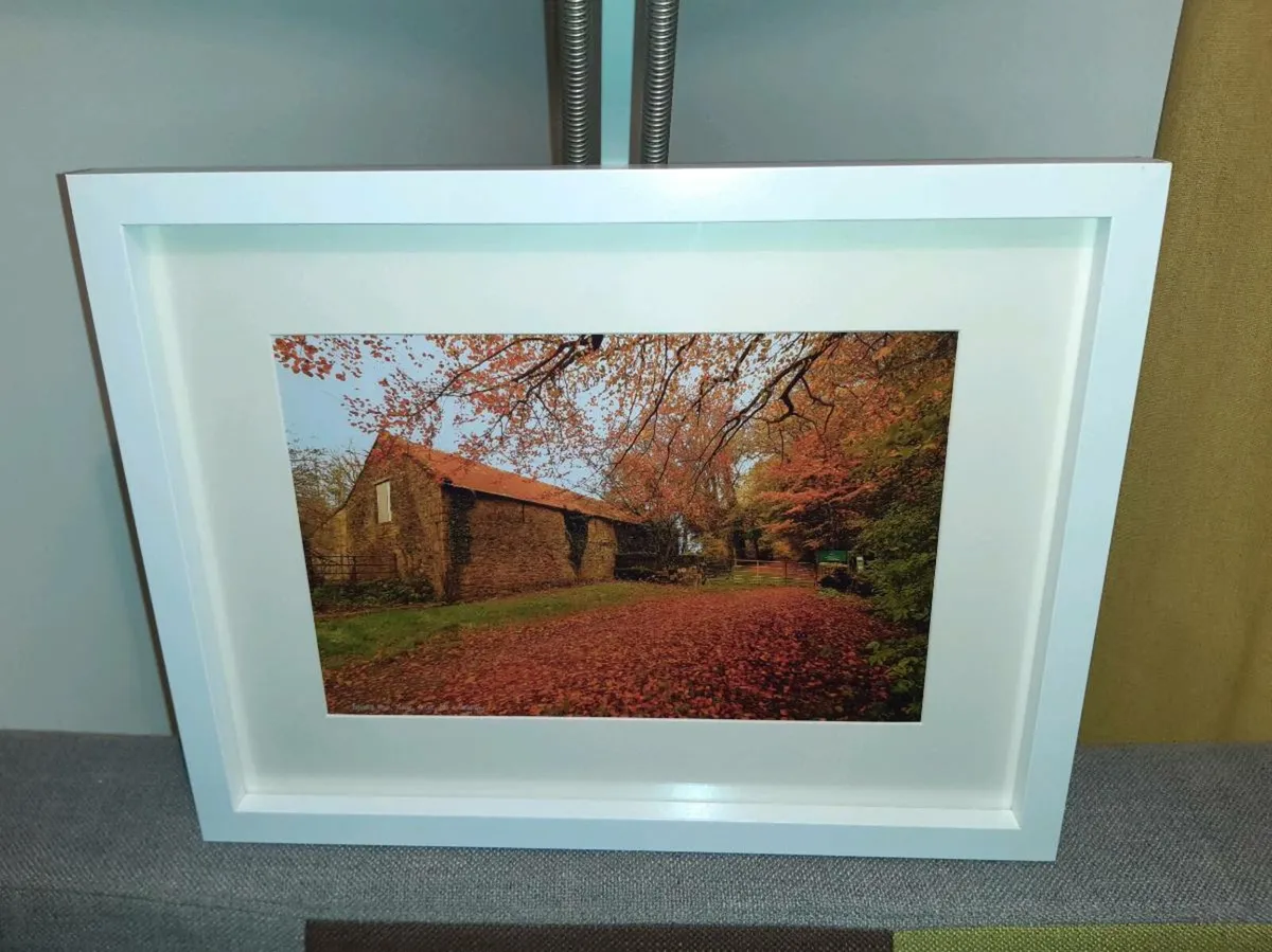 Ballyannan Woods, Midleton - Image 1