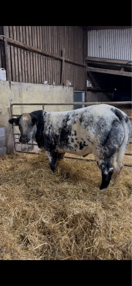 5 ⭐ Roan Limousin Heifer - Image 1