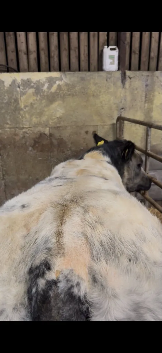 5 ⭐ Roan Limousin Heifer - Image 3