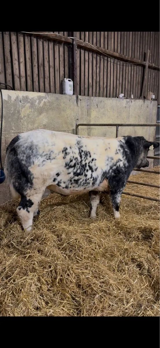5 ⭐ Roan Limousin Heifer - Image 4