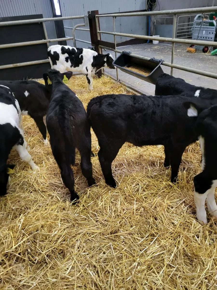 Fr and Angus calves - Image 2