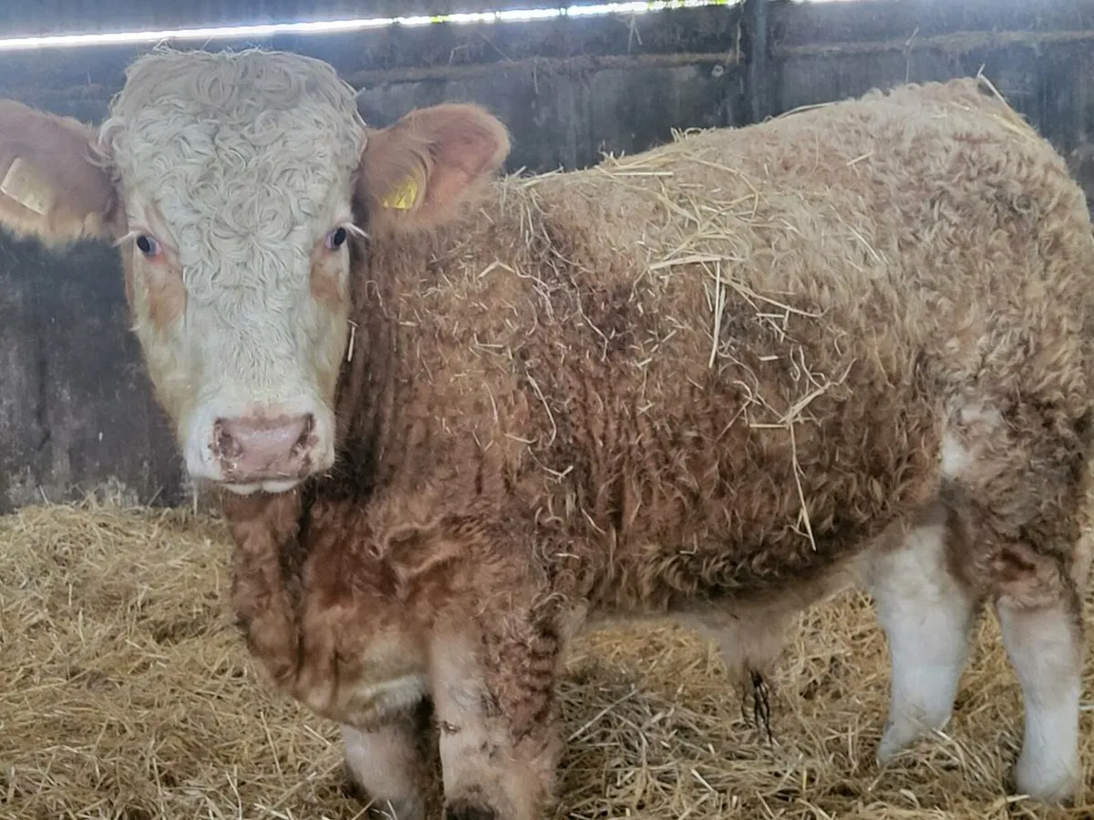 Bull weanlings - Image 1