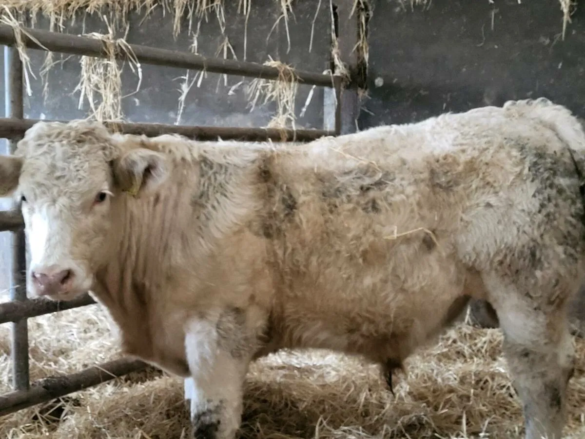 Bull weanlings - Image 2