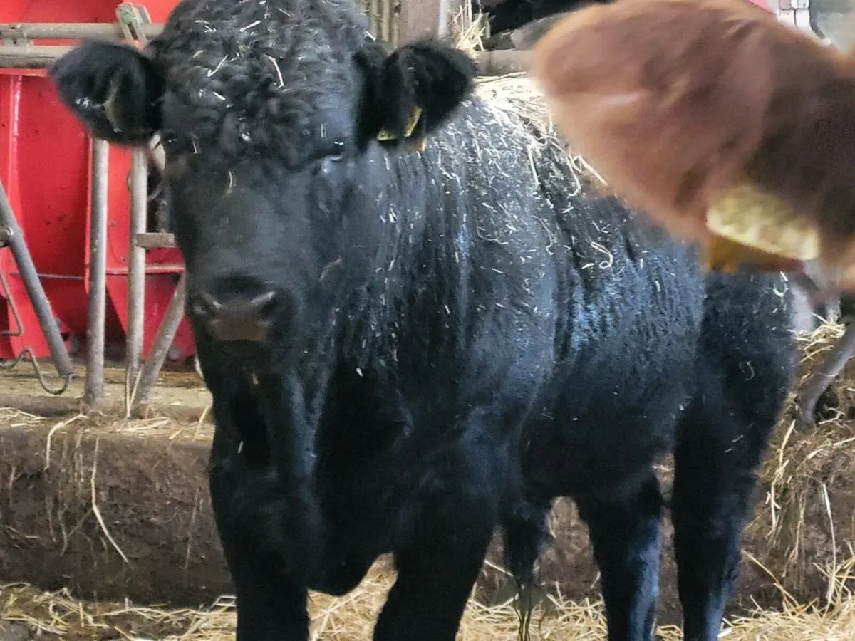 Bull weanlings - Image 3