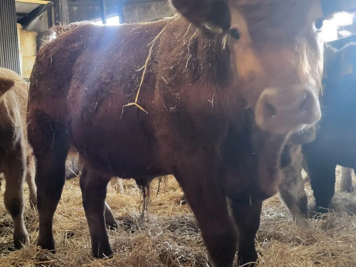 Bull weanlings - Image 4