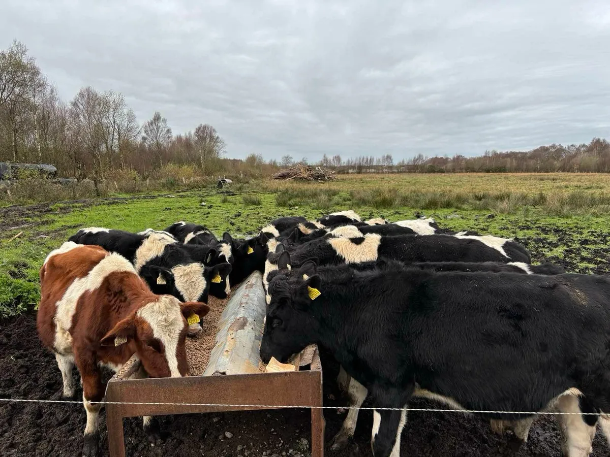 British Frisian Bulls
