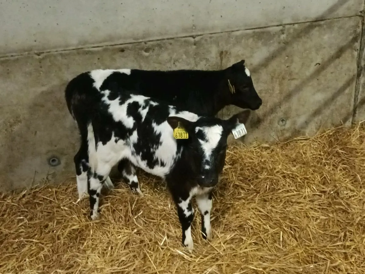 BELGIAN BLUE HEIFER CALVES - Image 1