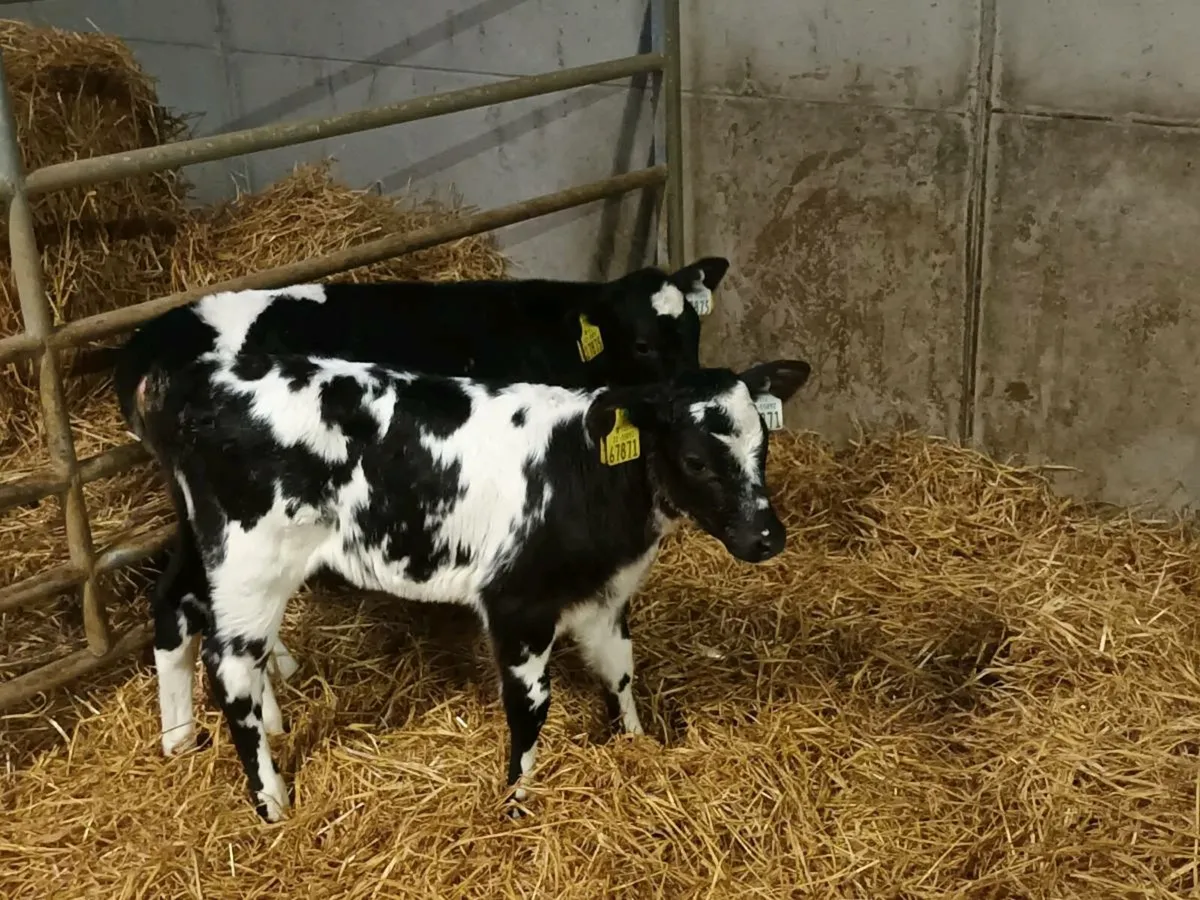 BELGIAN BLUE HEIFER CALVES - Image 2