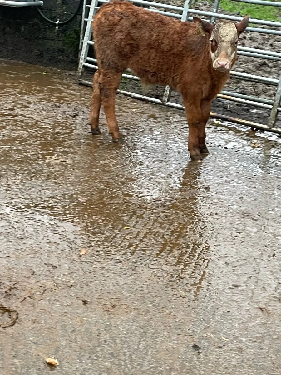 Super black with head cow with limousine bull calf - Image 4