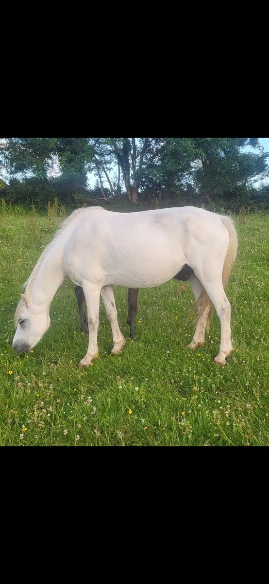 Welsh section A mare - Image 1