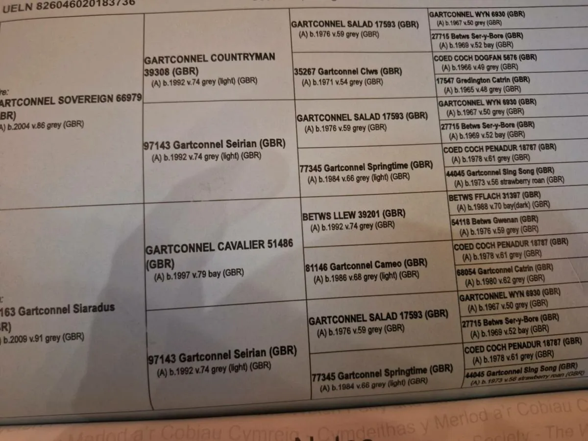 Welsh section A mare - Image 3