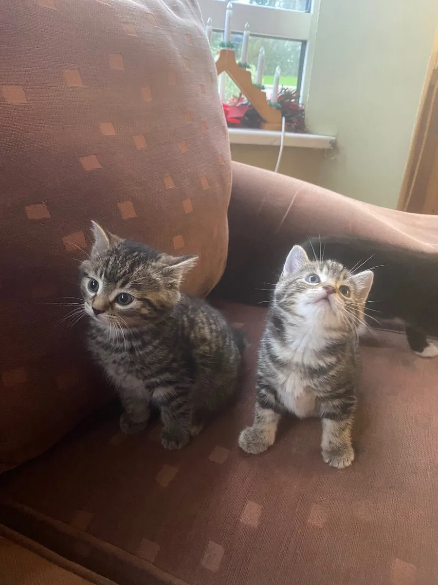 Kittens - Image 2