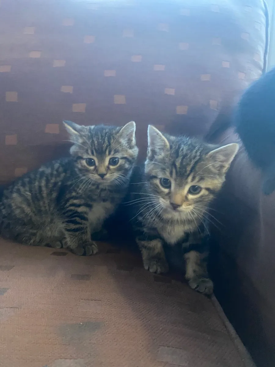 Kittens - Image 4
