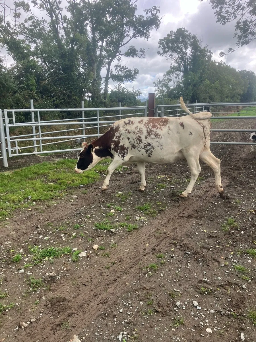 Looking for xbred empty cows. 1st calvers