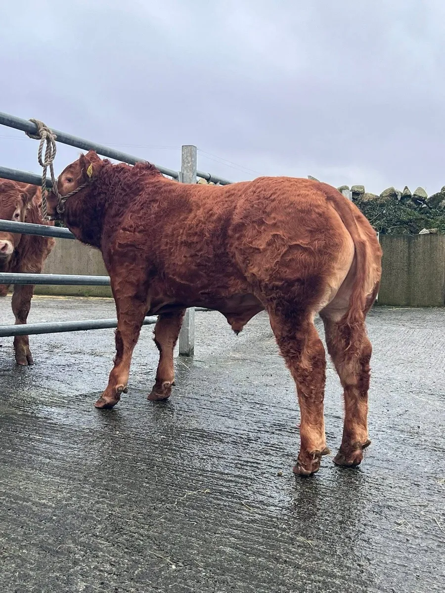 Gort Mart: Thurs 11th Dec- Special Xmas Sale - Image 2