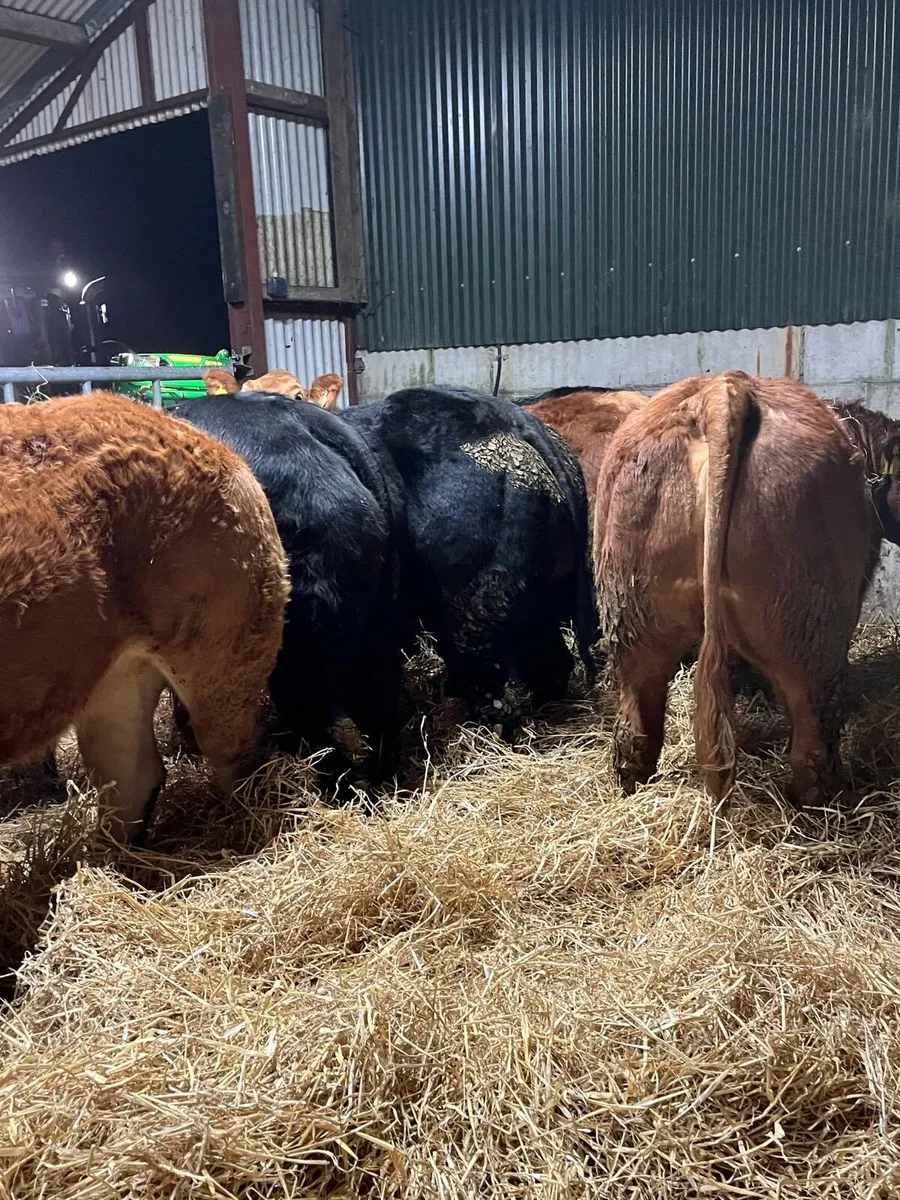 Gort Mart: Thurs 11th Dec- Special Xmas Sale - Image 3