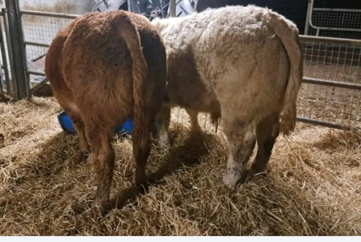 Gort Mart: Thurs 11th Dec- Special Xmas Sale - Image 4