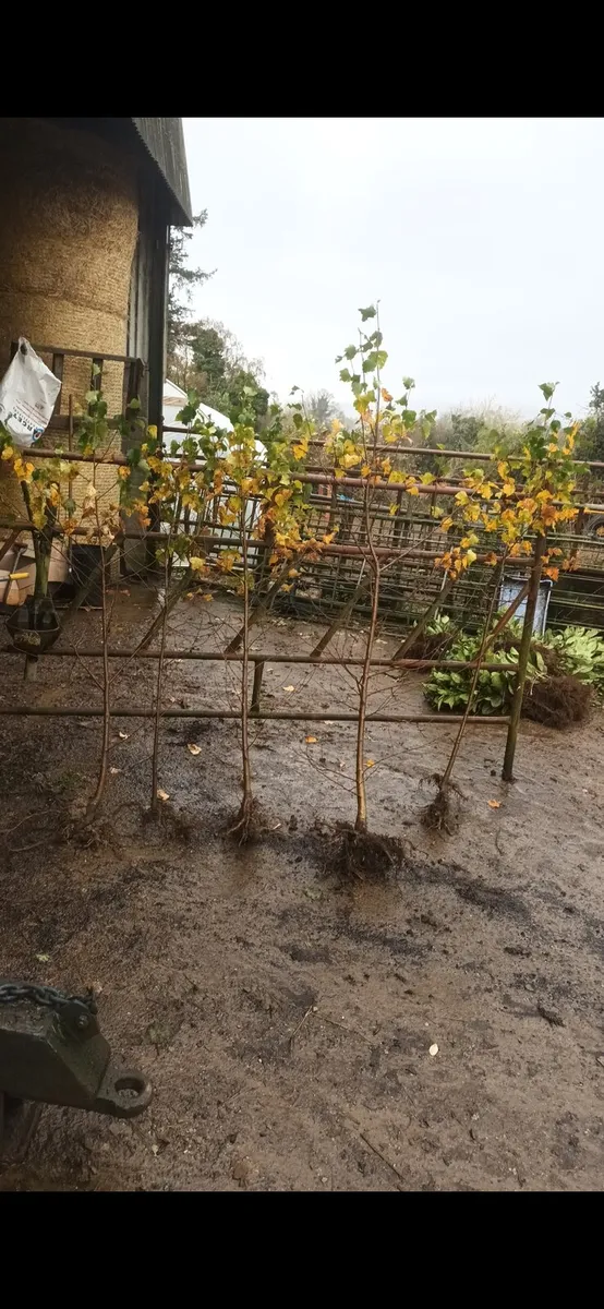 Birch trees 5-6 foot  €10 - Image 1