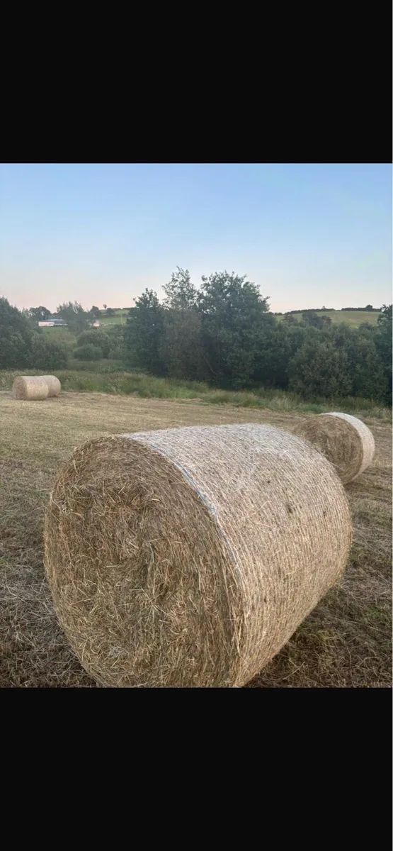 Hay-silage-haylage - Image 1