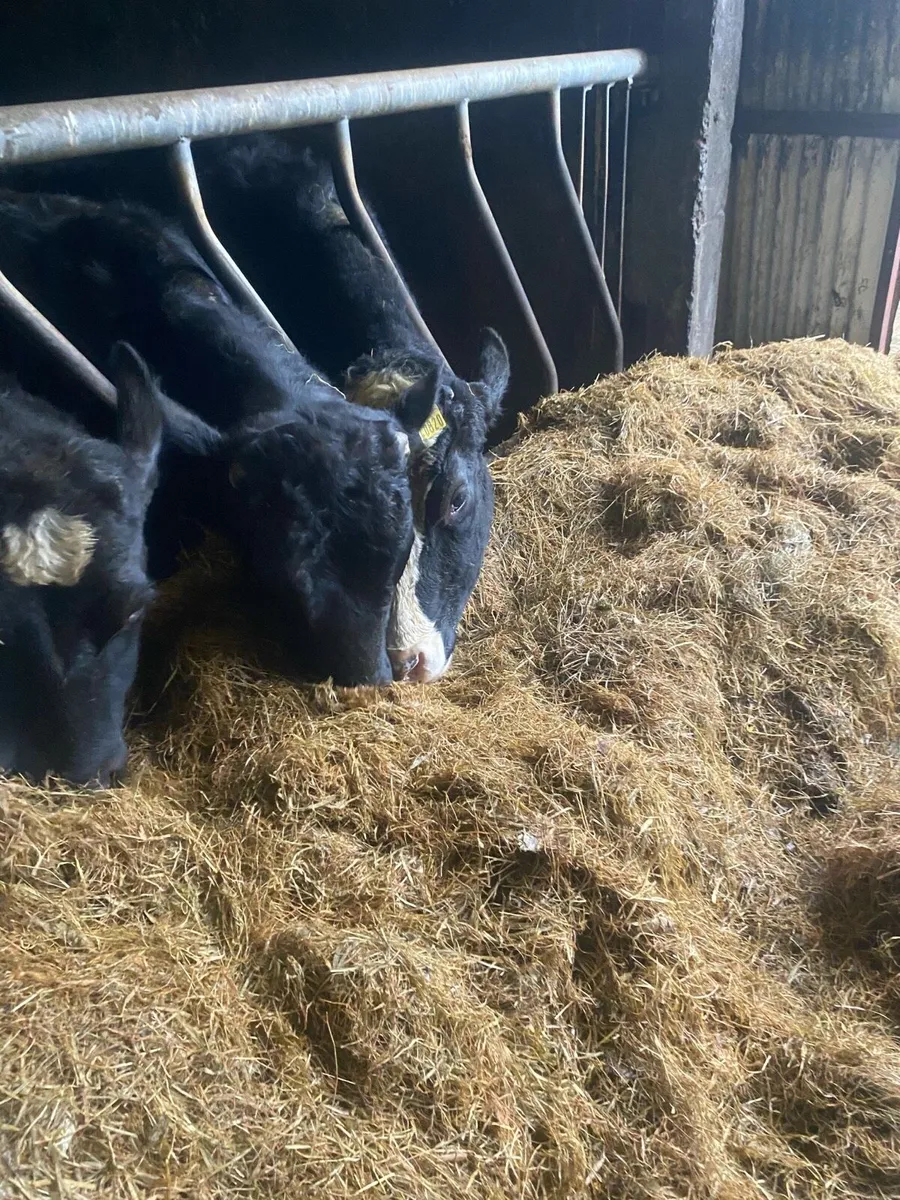 Hay-silage-haylage - Image 3