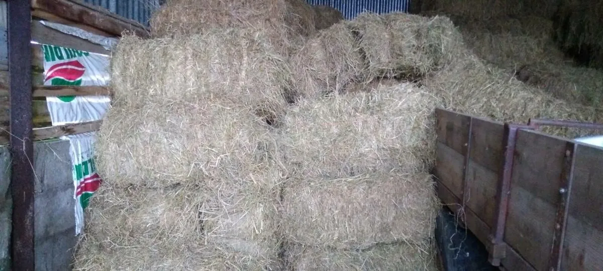 Hay