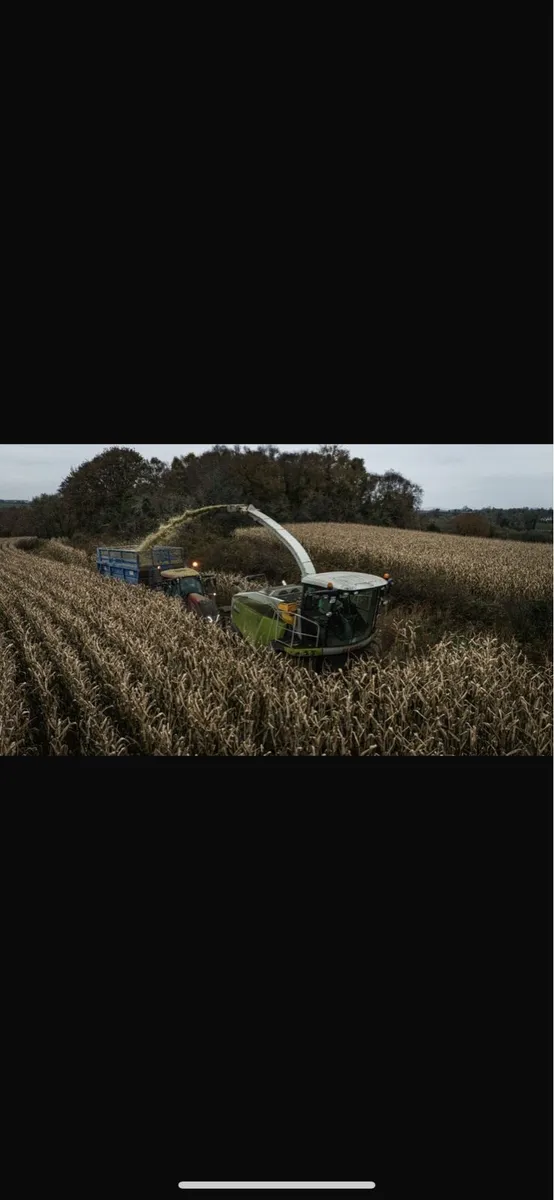 Maize for sale - Image 1