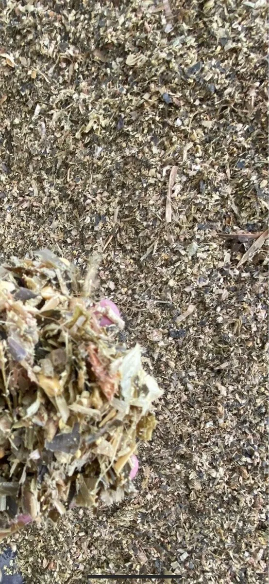 Maize for sale - Image 2