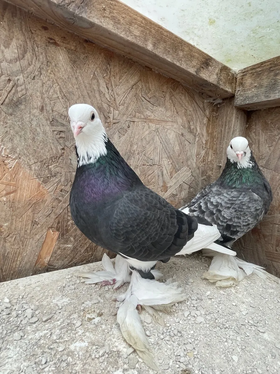 Pigeons - Image 1