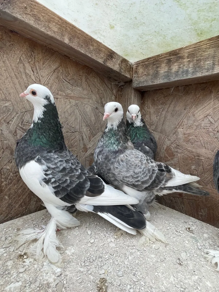 Pigeons - Image 2