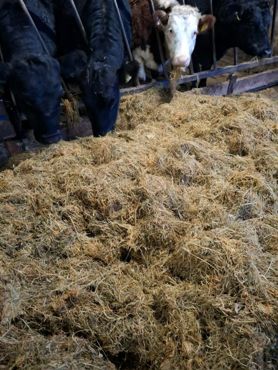 Silage bales - Image 3