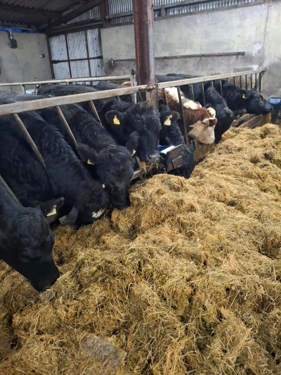 Silage bales - Image 4