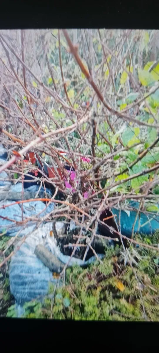 Honey berrys bushes - Image 1