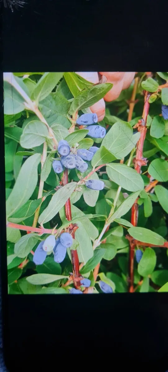 Honey berrys bushes - Image 2
