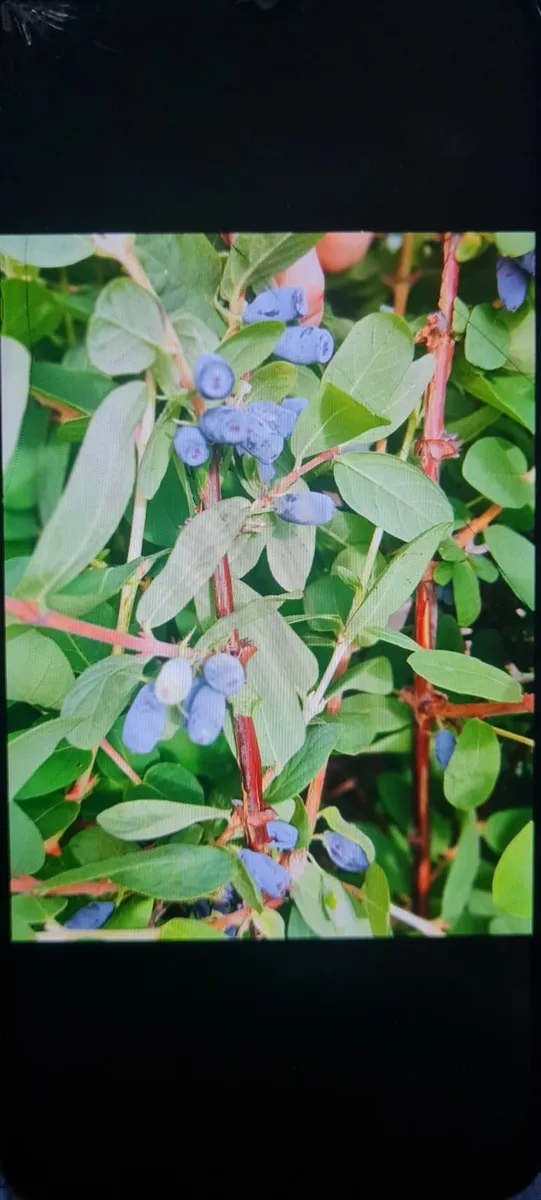 Honey berrys bushes - Image 3