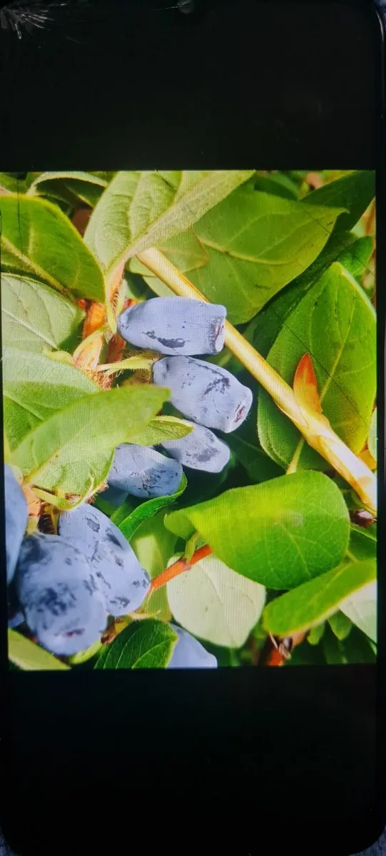 Honey berrys bushes - Image 4