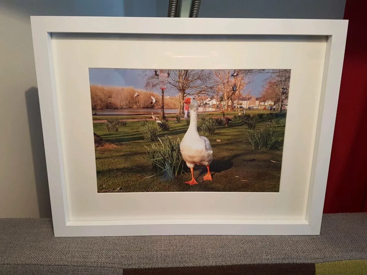 The Lough, Cork - Image 4