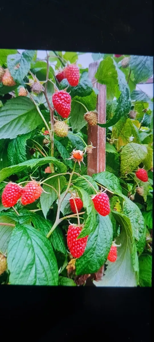 Raspberry bushes - Image 1