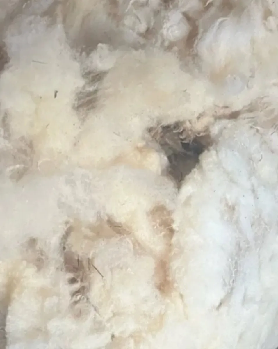 Wool(sheeps fleeces) - Image 2