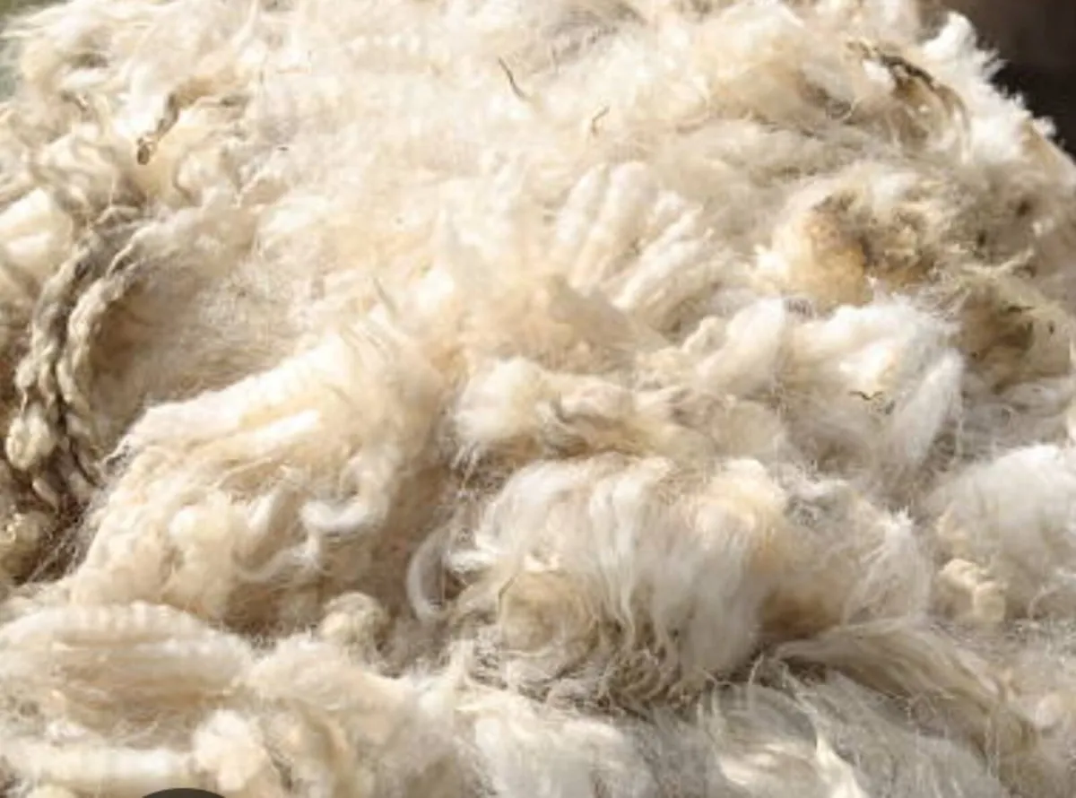 Wool(sheeps fleeces) - Image 3