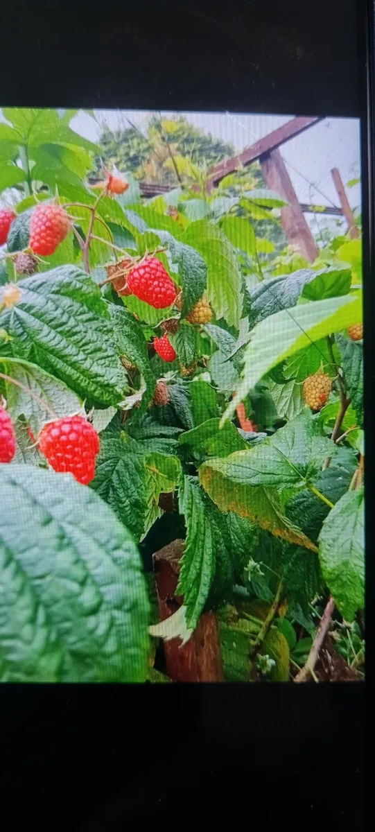 Raspberry bushes - Image 2