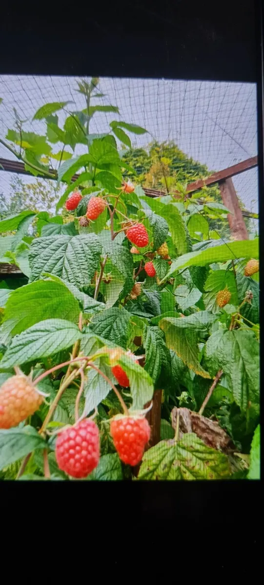 Raspberry bushes - Image 3