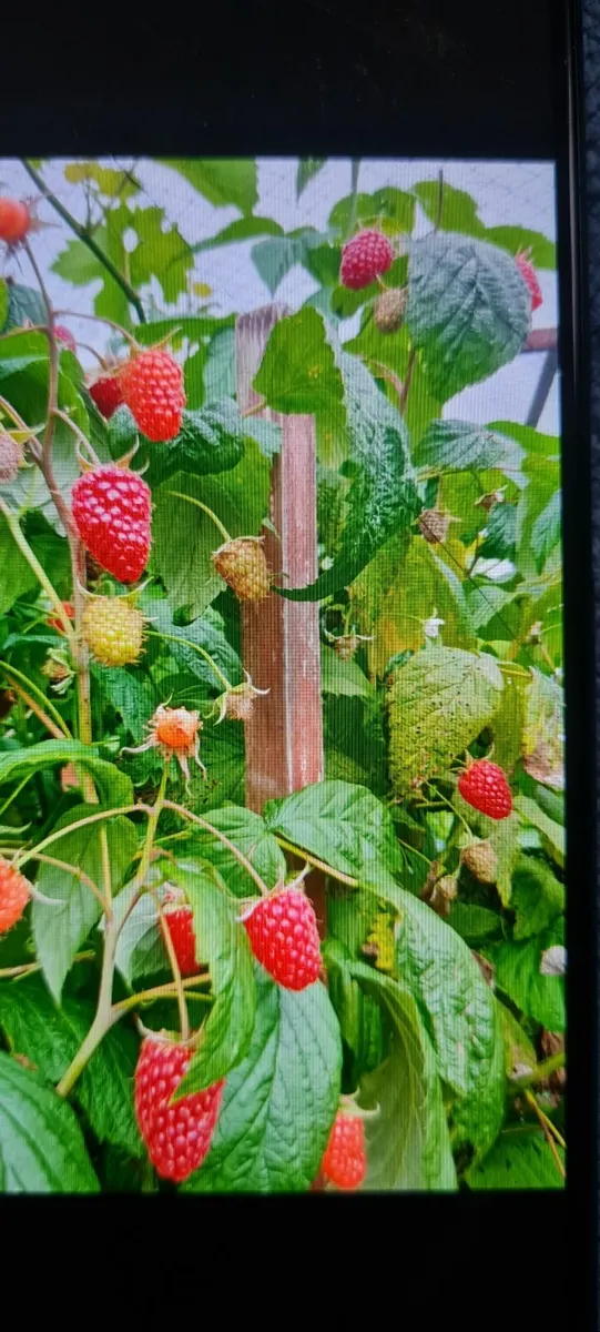 Raspberry bushes - Image 4