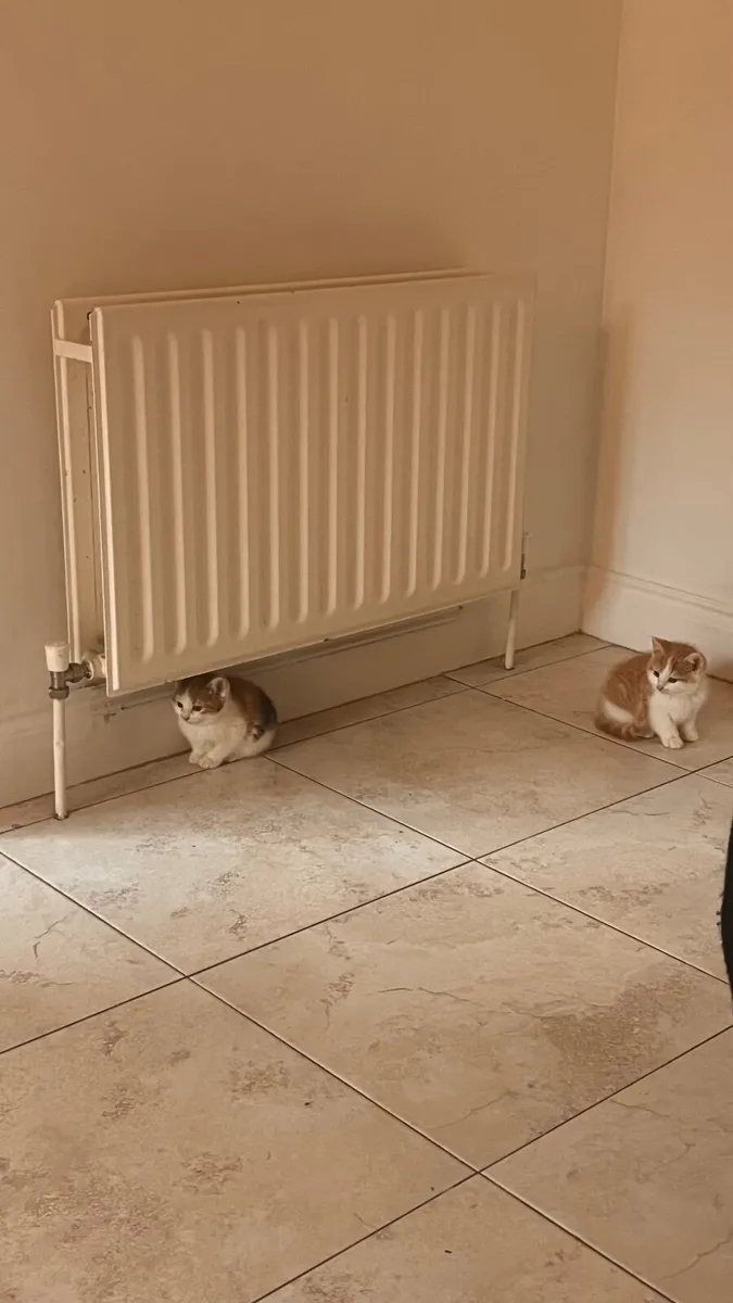 Kittens - 9 weeks old - Image 1