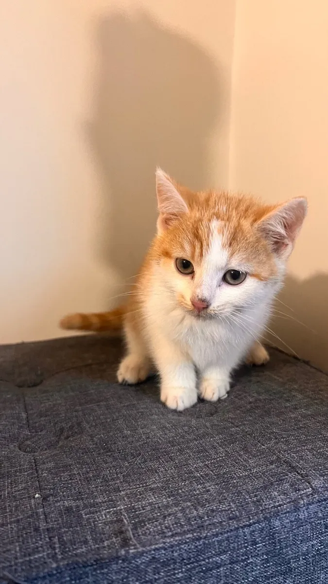 Kittens - 9 weeks old - Image 2