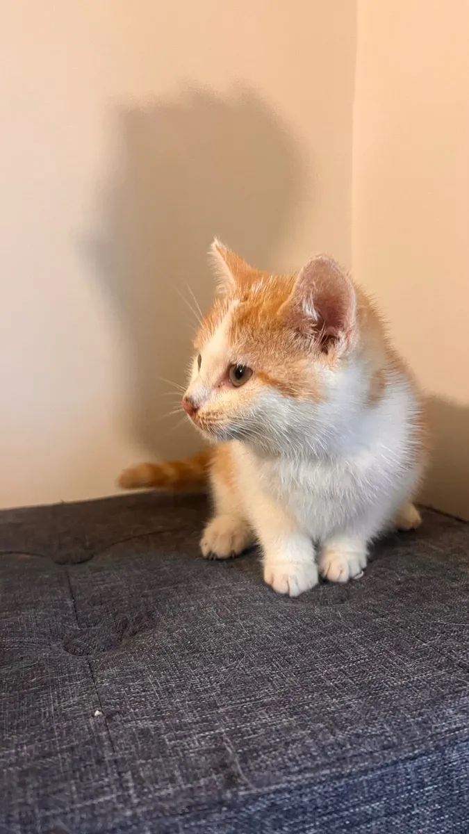 Kittens - 9 weeks old - Image 3